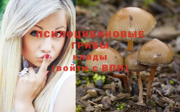 стаф Дмитриев